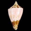 To Conchology (Conasprella memiae)