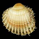 To Conchology (Acanthocardia aculeata)