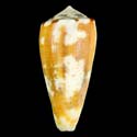 To Conchology (Pionoconus magus YOUNG)