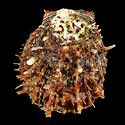 To Conchology (Spondylus ocellatus)