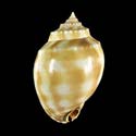 To Conchology (Phalium bandatum LARGE)