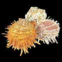 To Conchology (Spondylus multisetosus CLUSTER)