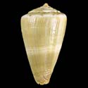 To Conchology (Phasmoconus gilvus)