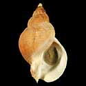 To Conchology (Buccinum undatum)