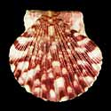 To Conchology (Argopecten gibbus)