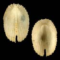 To Conchology (Emarginula multistriata)