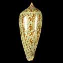 To Conchology (Phasmoconus cinereus)