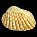 To Conchology (Cardites floridanus)