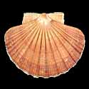 To Conchology (Pecten maximus)