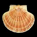 To Conchology (Pecten maximus)