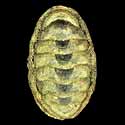 To Conchology (Sypharochiton pelliserpentis)