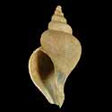 To Conchology (Neptunea contraria FOSSIL)