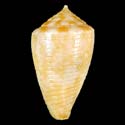 To Conchology (Austroconus cyanostoma)