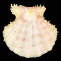 To Conchology (Mirapecten rastellum PINK)