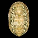 To Conchology (Onithochiton neglectus)