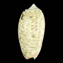 To Conchology (Oliva elegans)