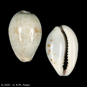 Purpuradusta gracilis macula f. hilda