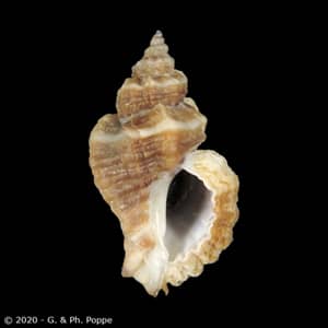 Ocenebra erinaceus tarentinus