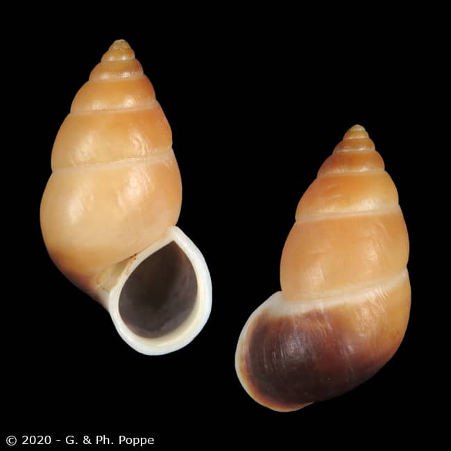 Hainesia crocea