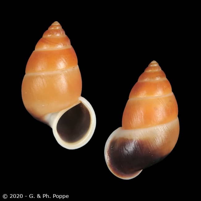 Hainesia crocea