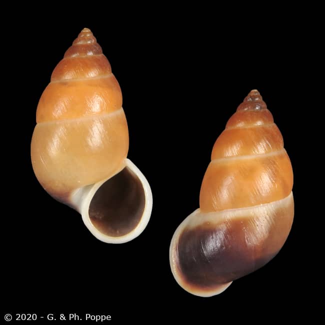 Hainesia crocea