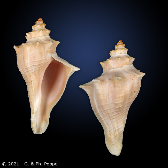 Hemifusus Conch Shell