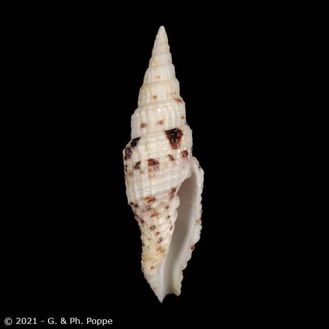 Vexillum mirabile