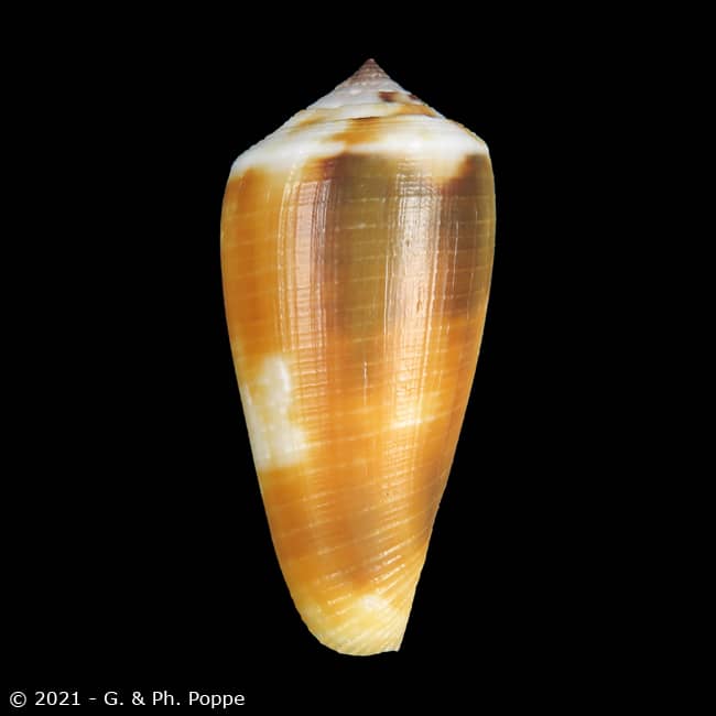 Pionoconus magus f. fucatus