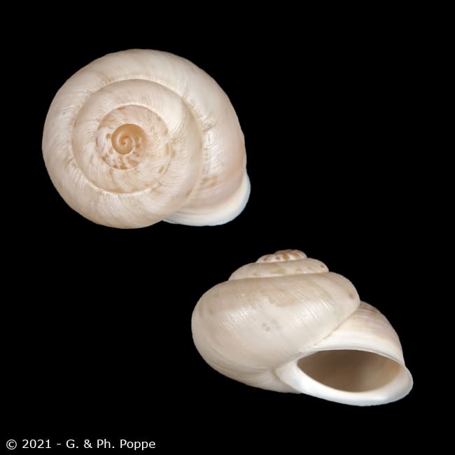 Rossmaessleria weberi