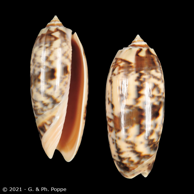 Oliva miniacea miniacea f. saturata