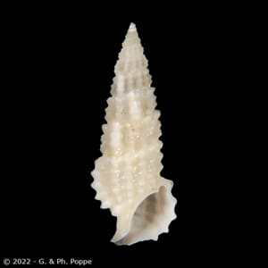 Cerithium scobiniforme