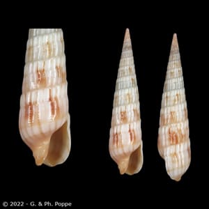 Myurella affinis