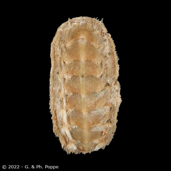 Acanthochitona fascicularis