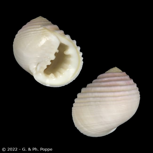 Nerita plicata