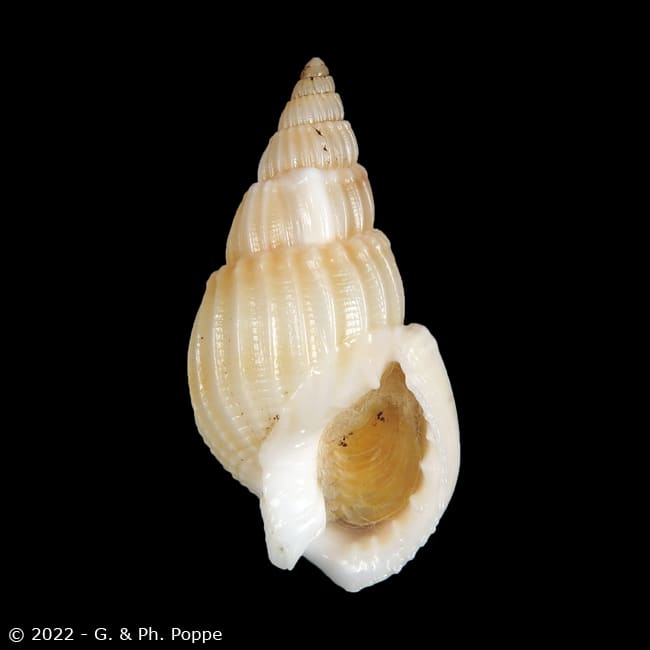 Nassarius variciferus