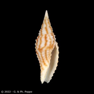 Imbricaria hrdlickai