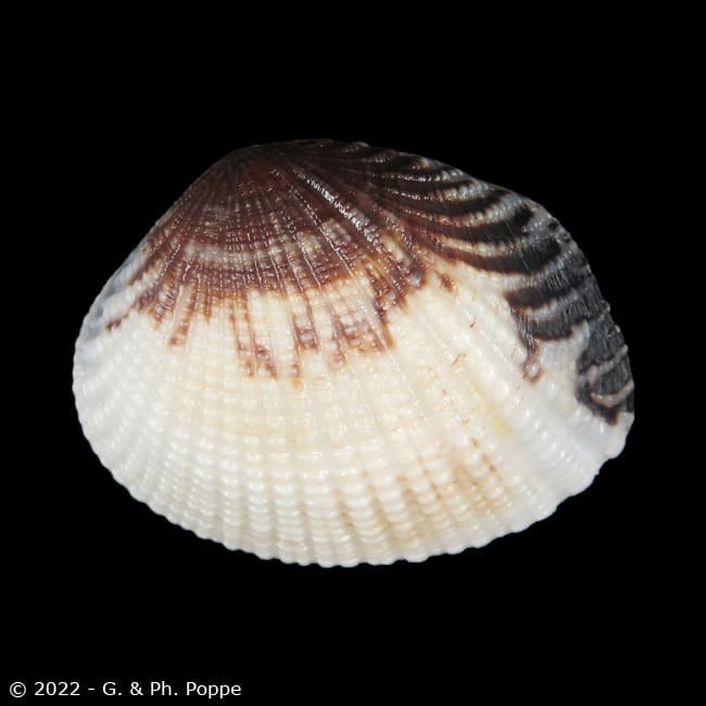 Gafrarium pectinatum pectinatum