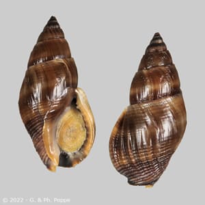 Nassarius fuscus