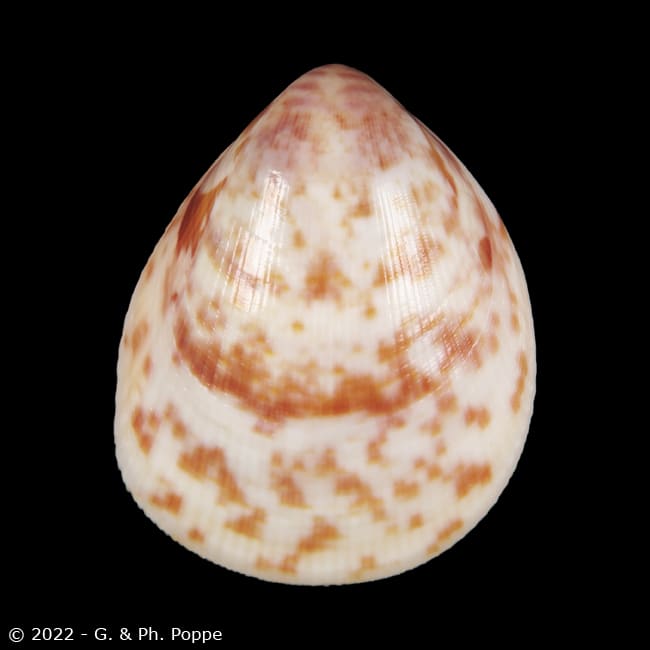 Acrosterigma biradiatum