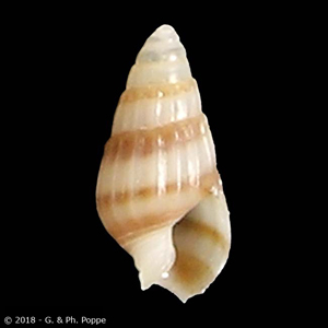 Nassarius labiatus cf.