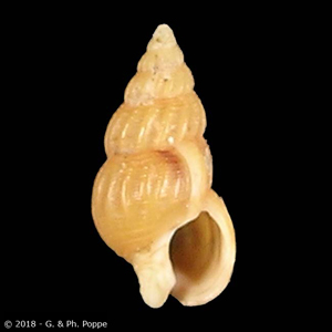 Nassarius kochianus