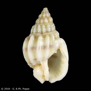 Nassarius jacksonianus