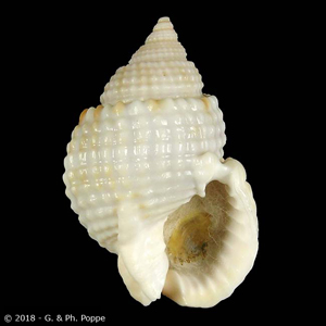 Nassarius gemmulatus