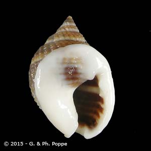 Nassarius globosus