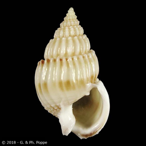 Nassarius hirtus