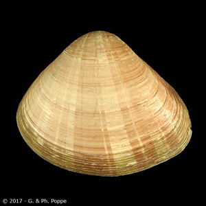 Tivela compressa