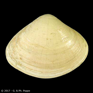 Tivela compressa cf. 2