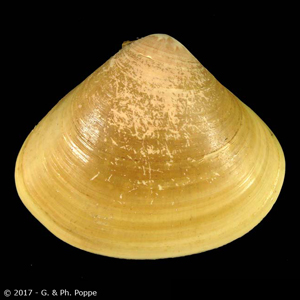 Tivela natalensis