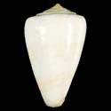 To Conchology (Kalloconus venulatus ALBINO)