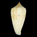 To Conchology (Phasmoconus asiaticus)